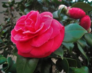 Kamelienblüte