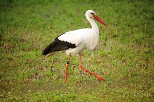 Storch