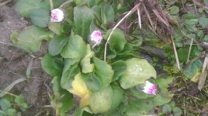 Gruppe weiß-violetter Gänseblümchen