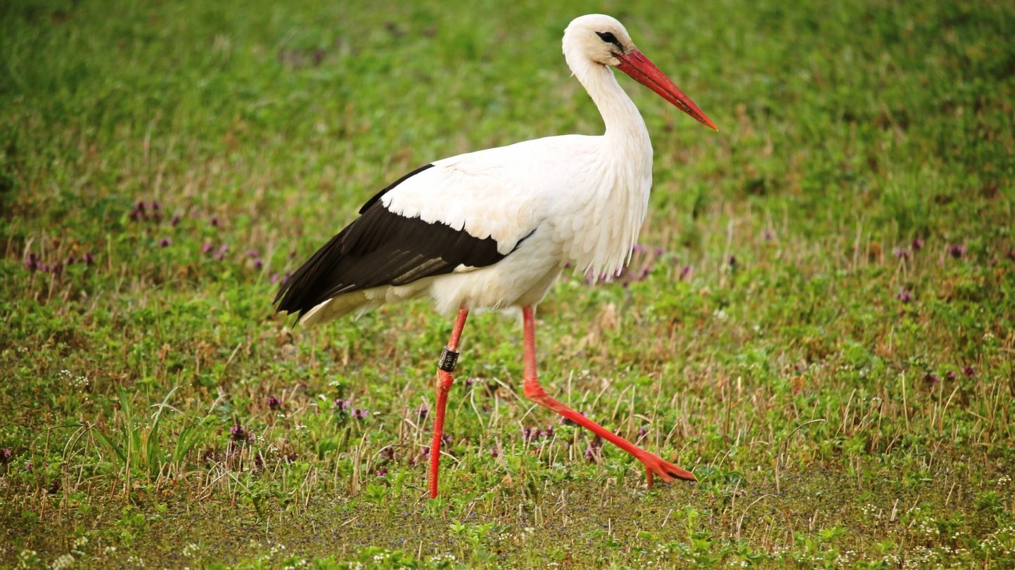 Storch