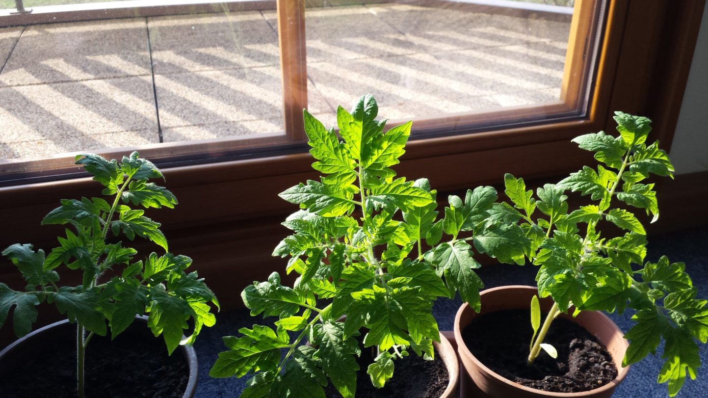 Tomatenpflanzen mit kräftigem Wachstum