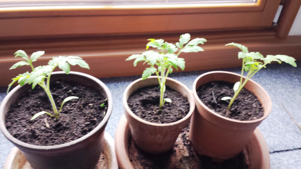 Profitricks: Perfekte Tomatenpflanzen aus eigenen Samen ziehen