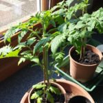 Tomatenpflanzen am 5. April