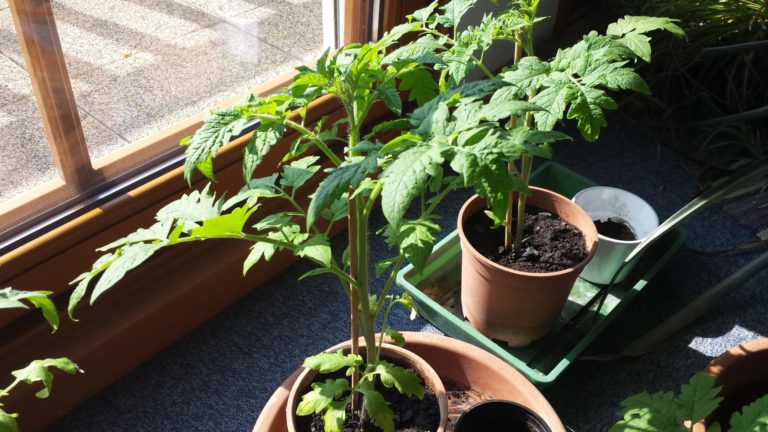 Tomatenpflanzen am 5. April