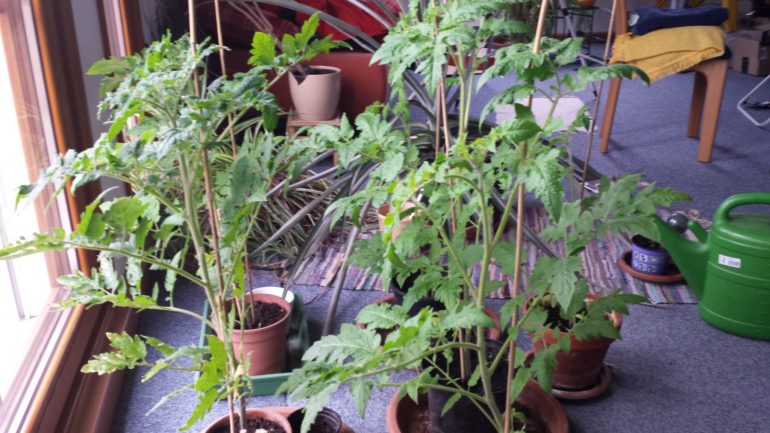 Tomaten aus Samen ziehen: Tipps - BioHausGarten.de