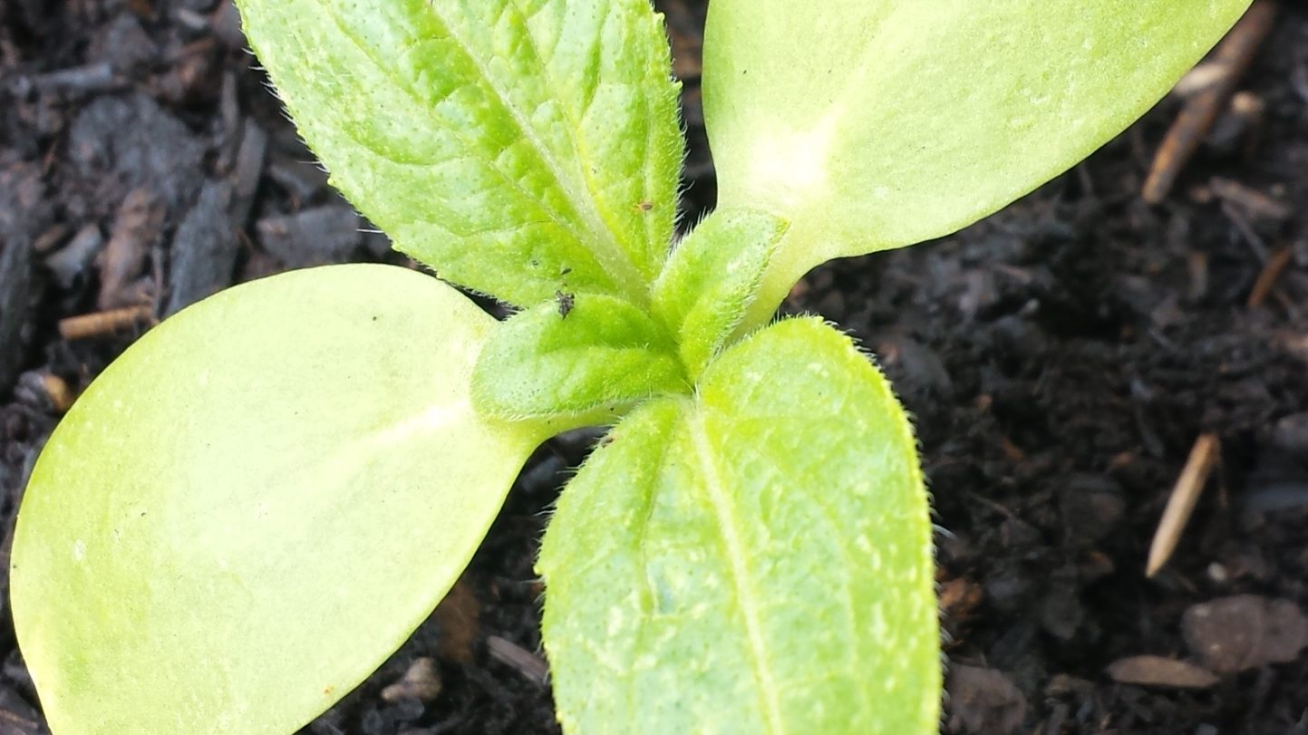 Die Sonnenblumen kommen!