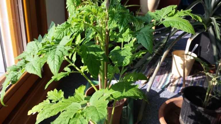 Tomatenpflanzen am 9. April