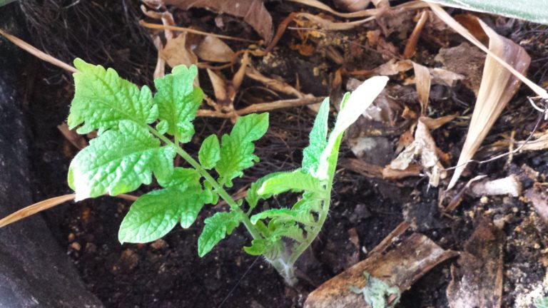 Eingepflanzter Tomatengeiztrieb