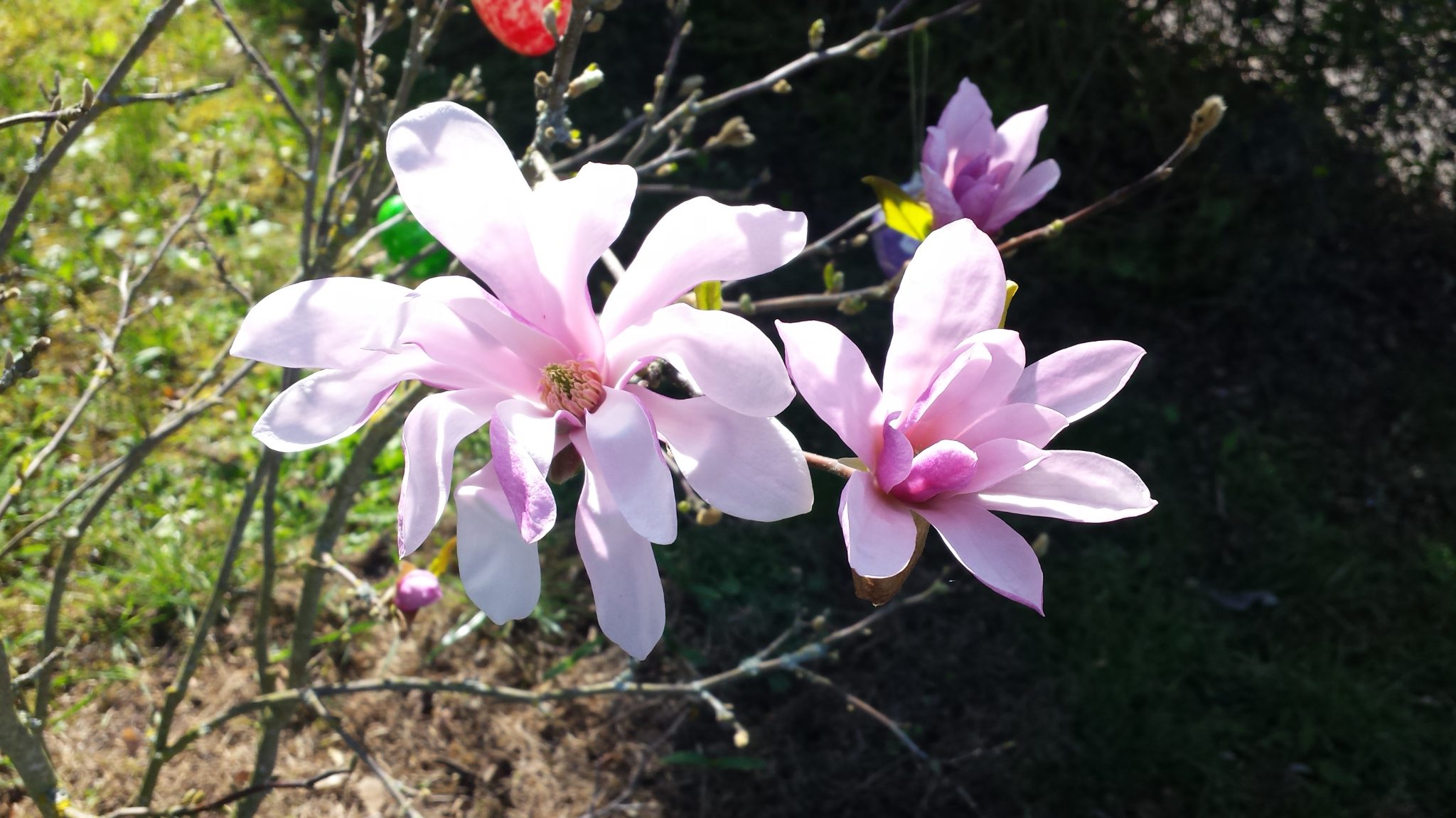 Tulpenmagnolie