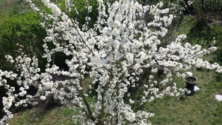Blüte der Kirkespflaume