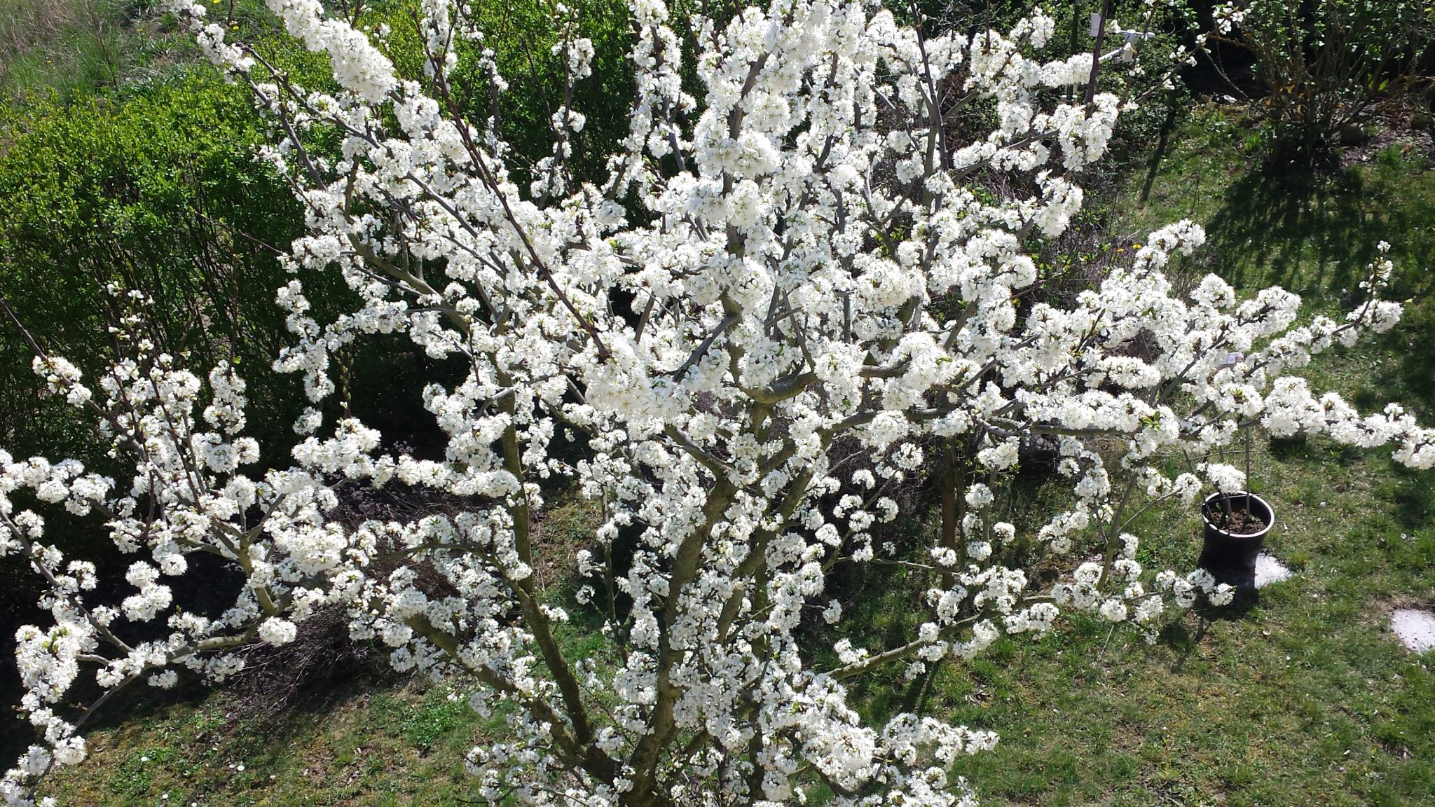 Blüte der Kirkespflaume