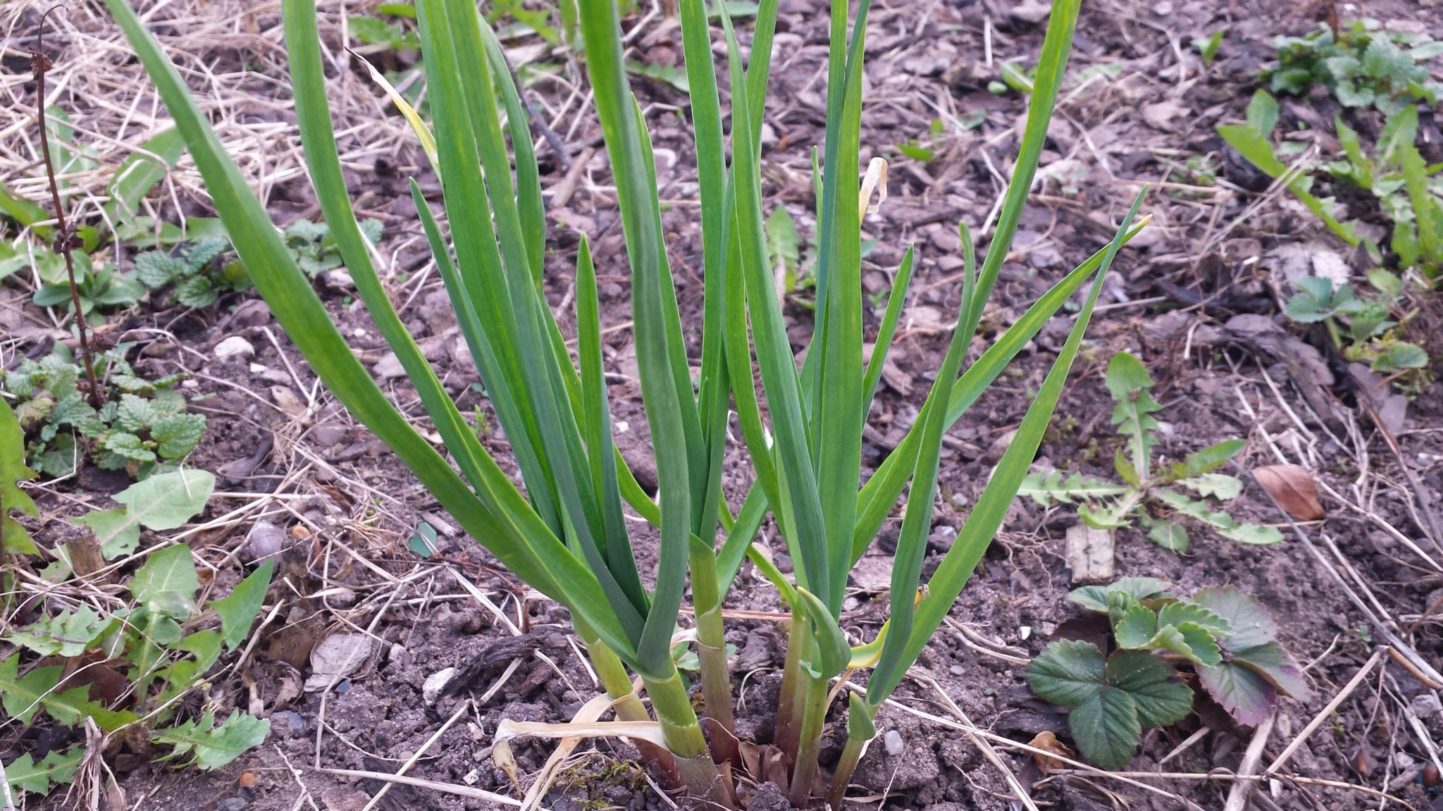 Der Knoblauch wächst jetzt schon
