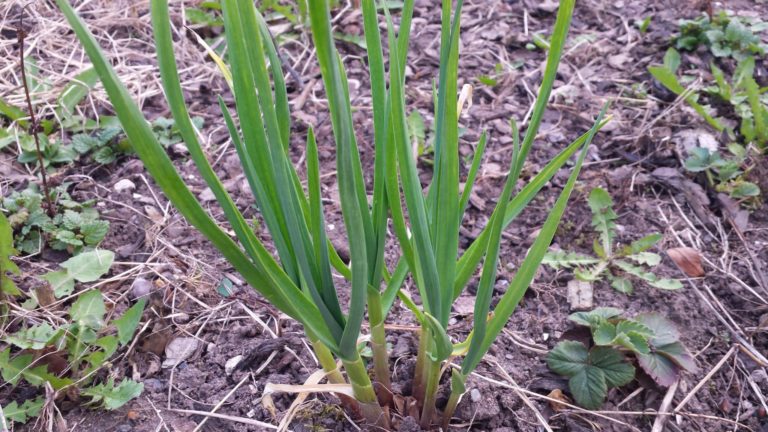 Knoblauch