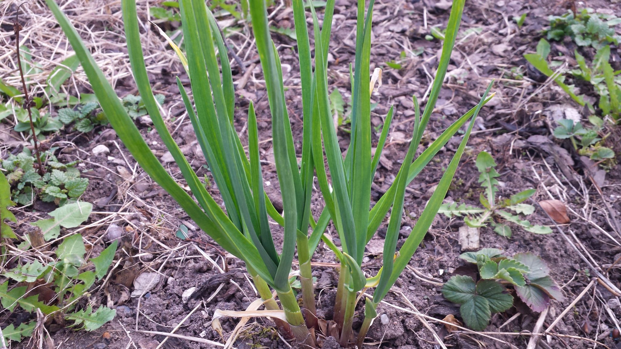 Knoblauch