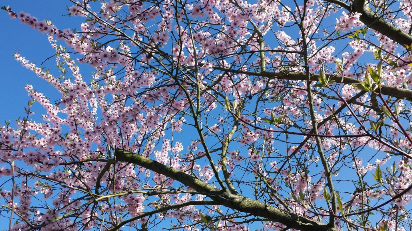 Mandelblüte bald vorbei