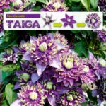 Clematis Taiga