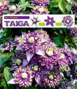 Clematis Taiga