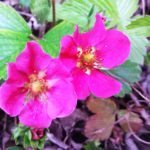 Erdbeeren mit pinkfarbener Blüte
