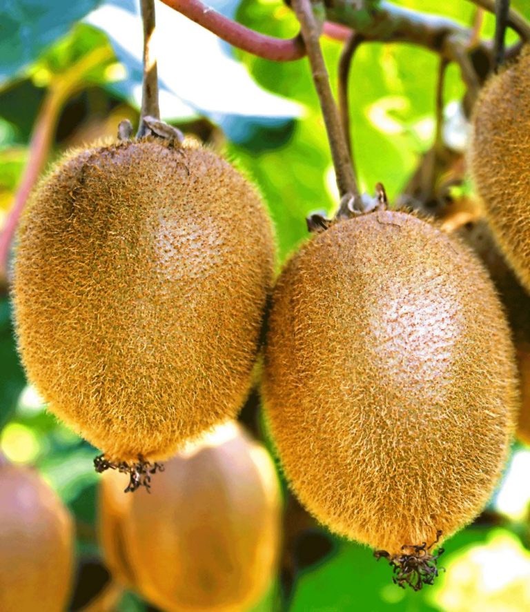 Kiwis