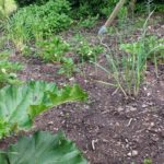 Mischkultur-Beet