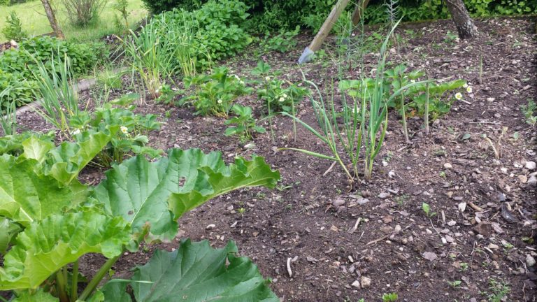 Mischkultur-Beet