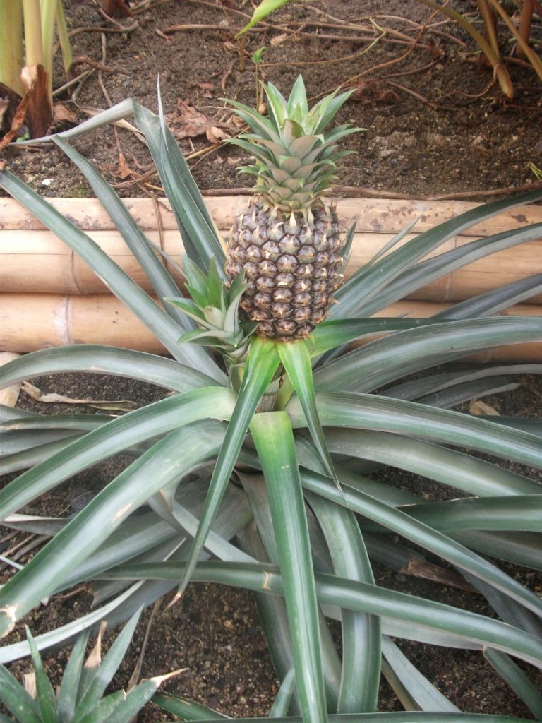 Ananas mit Frucht
