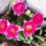 Feigenkaktus Opuntie Blüte