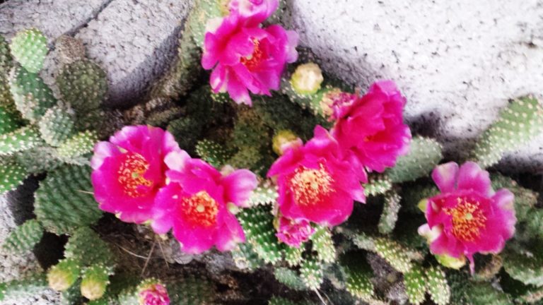 Feigenkaktus Opuntie Blüte