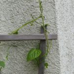 Bohnengerüstverlängerung