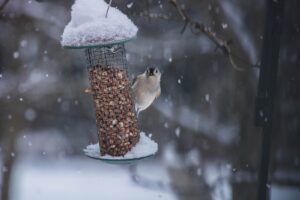 Herbstliche Freude: Vogelfutter und Grüngeblag für unsere Flügel-Freunde