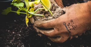 Bewässerungssystem für den Biogarten: Tropfbewässerung und mehr