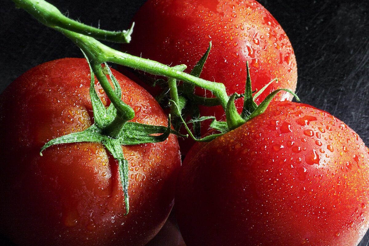 Bio-Tomaten am Strauch im eigenen Garten