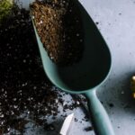 Frische Buschbohnen-Pflanzen im Bio-Garten