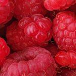Reife Himbeeren am Strauch im Garten