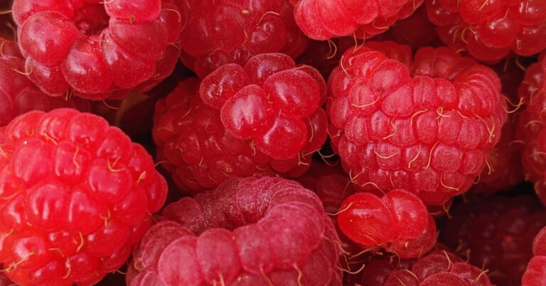Reife Himbeeren am Strauch im Garten