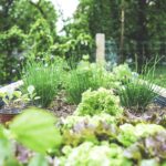 Hochbeet im Bio-Garten mit Gemüse