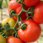 Gesunde Tomatenpflanzen im Tomatenhaus