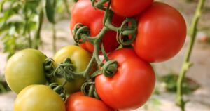 Krautfäule bei Tomaten vorbeugen: Bio-Strategien gegen Phytophthora