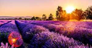 Lavendel pflanzen: Standort, Schnitt und Überwinterung