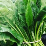 Frischer Bio-Spinat im Beet