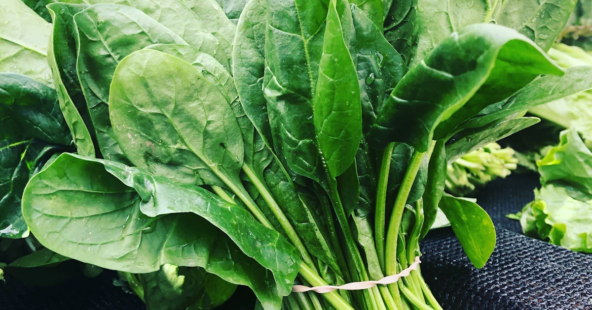 Frischer Bio-Spinat im Beet