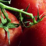 Tomatenpflanze in einem Kübel auf der Terrasse