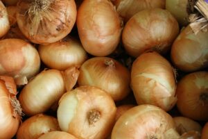 Zucchini anbauen: wann pflanzen, wie pflegen, wann ernten